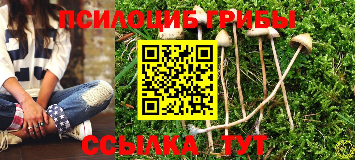 Псилоцибиновые грибы Psilocybe Елец